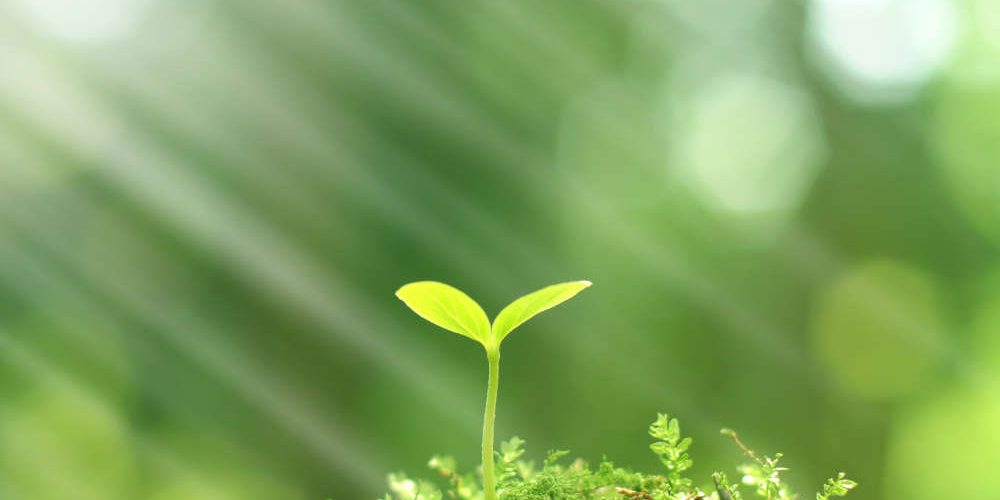 Why You Need a Glass Greenhouse | Victorville Vern's Glass Services