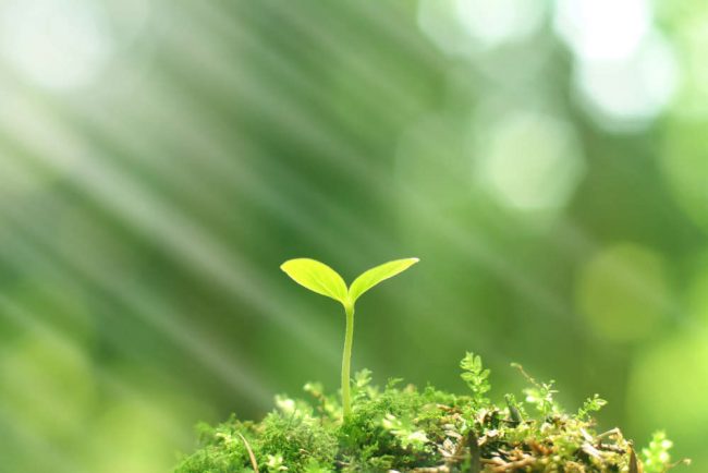 Why You Need a Glass Greenhouse | Victorville Vern's Glass Services